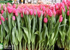 Tulipa Pink Majesty ® (1)